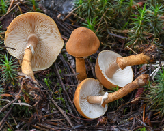 Cystoderma carcharias