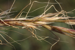 Trisetopsis imberbis