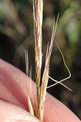 Trisetopsis imberbis