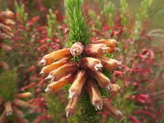 Erica xanthina