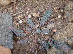 Euphorbia prostrata image