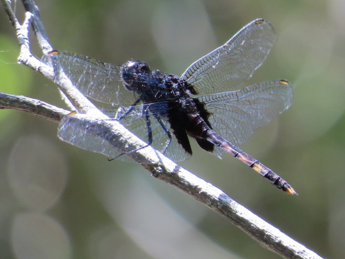 Black Pondhawk photo 3