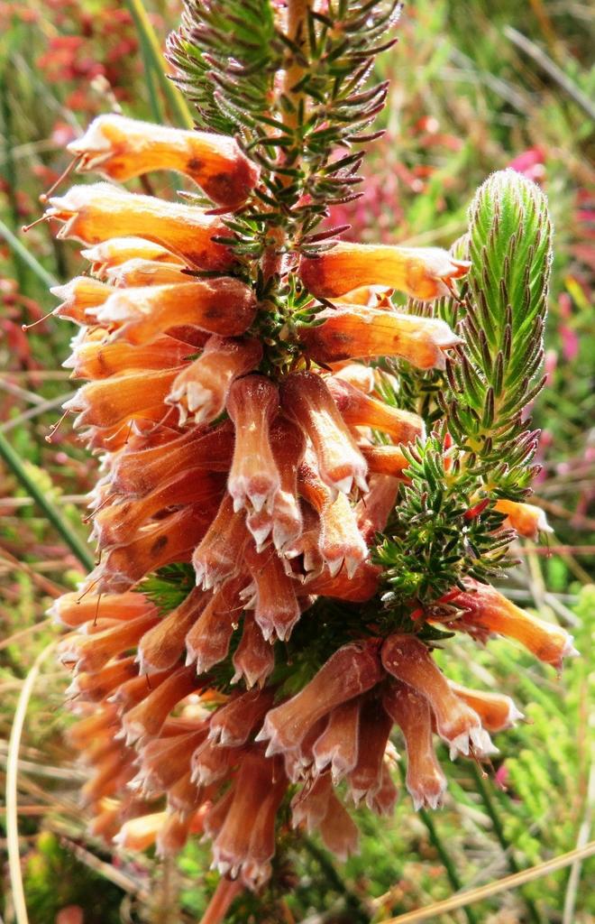 Erica xanthina