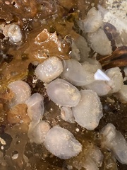 Phlebobranchia