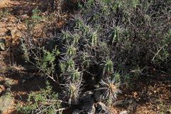 Euphorbia ferox