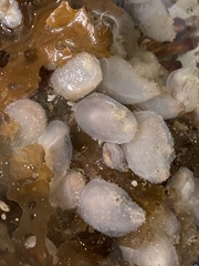 Phlebobranchia