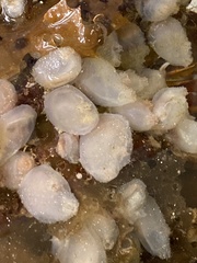 Phlebobranchia