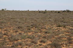 Euphorbia ferox
