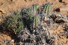 Euphorbia ferox