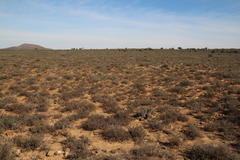 Euphorbia ferox