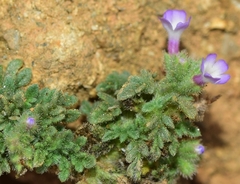 Verbena supina
