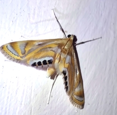 Eoophyla sejunctalis