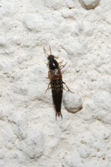 Quedius semiaeneus