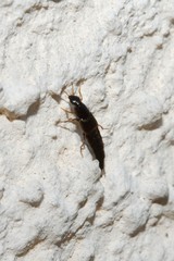 Quedius semiaeneus