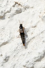 Quedius semiaeneus