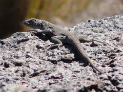 Liolaemus austromendocinus