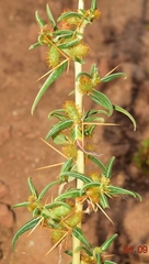 Xanthium spinosum