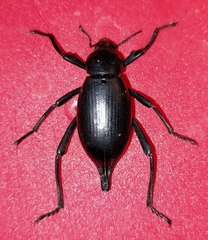 Eleodes spinipes ventricosus