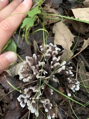 Thelephora anthocephala