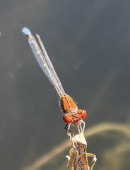 Pseudagrion massaicum
