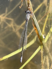 Pseudagrion massaicum