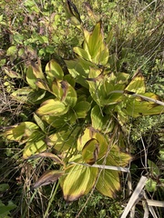 Cypripedium reginae