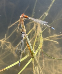 Pseudagrion massaicum