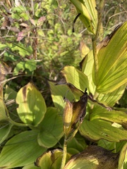 Cypripedium reginae