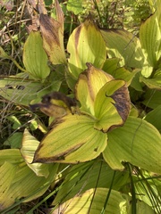 Cypripedium reginae