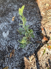 Polygonella macrophylla