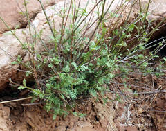 Lavandula multifida image