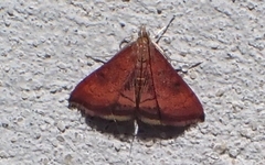 Pyrausta rubricalis