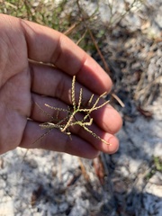 Polygonella polygama polygama