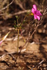 Oxalis droseroides