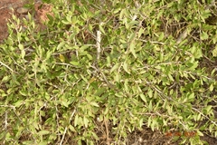 Gymnosporia senegalensis