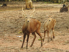 Bawean Deer photo 2