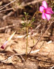 Oxalis droseroides