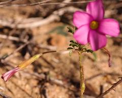 Oxalis droseroides