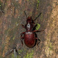 Gastrellarius honestus