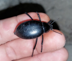 Eleodes spinipes ventricosus