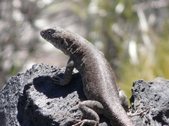 Liolaemus austromendocinus