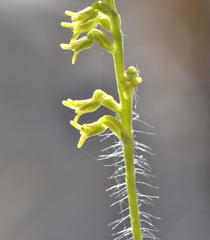Holothrix exilis