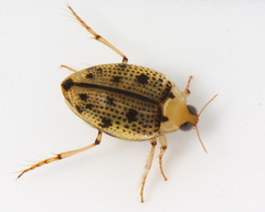 Peltodytes duodecimpunctatus