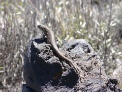 Liolaemus austromendocinus