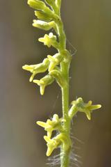 Holothrix exilis