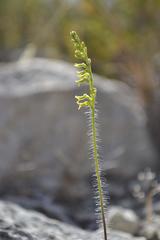 Holothrix exilis