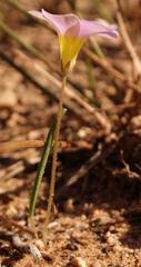 Oxalis monophylla stenophylla