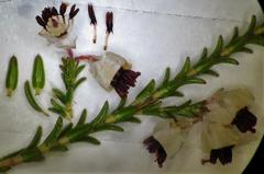 Erica viscidiflora