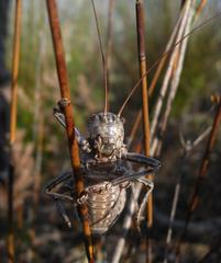 Hetrodes pupus pupus