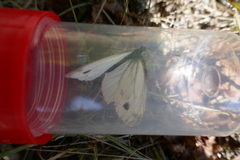 Pieris napi